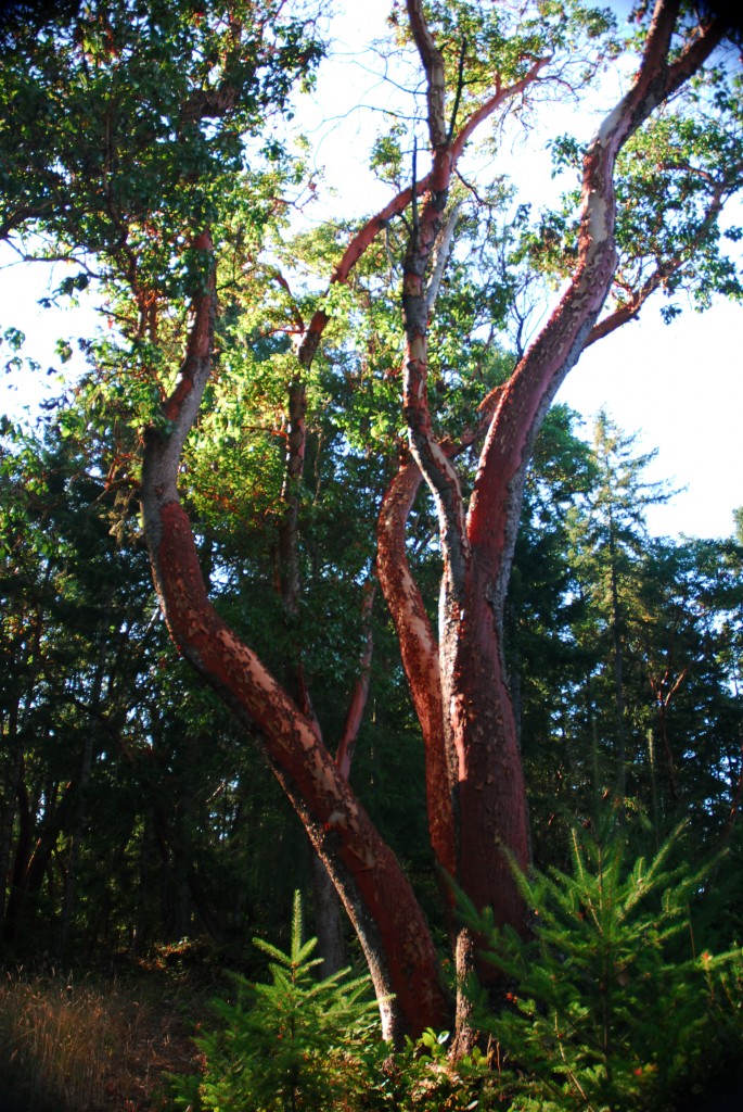 Arbutus Trees Southern Gulf Islands Real Estate Prevost Island, B.C